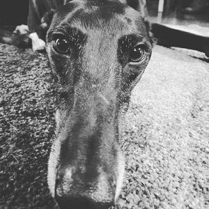 Meet your Posher, Lynnette